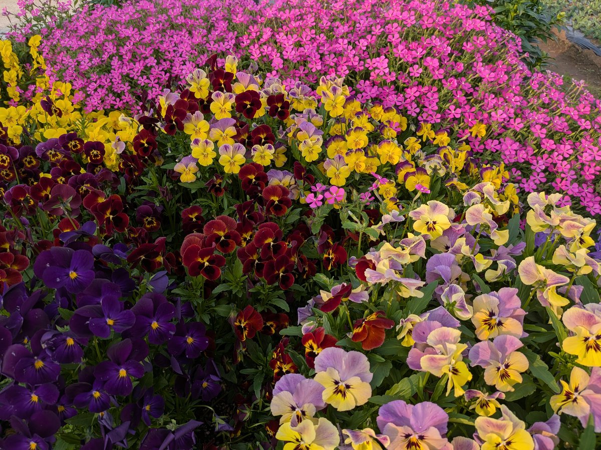 ayataka0071's tweet photo. やっぱり花は癒されるな〜♪
冬〜春にかけての花はどれも満開で綺麗やった😆
チューリップは一部綺麗に咲いてたのでその写真を♪
でも見た感じ、ネモフィラとチューリップはこれからだな🤔 
今日も一日お疲れ様でした𓂃 ☕️𓈒𓏸 https://t.co/89r1T8DHZ0