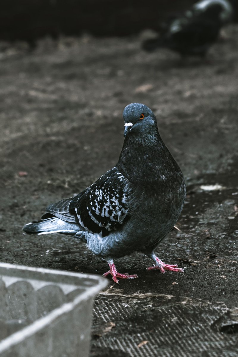 robotbackwards tweet media