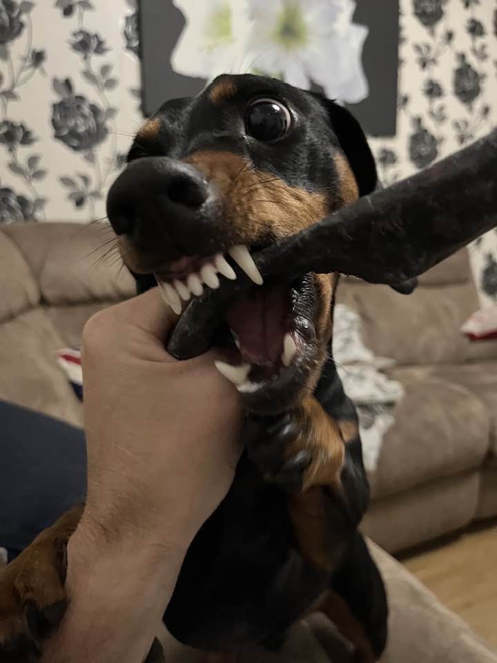 <a href="/SamanthaTaghoy/">Samantha Smith</a> Meet SPUD my best mate and he loves sticks ....