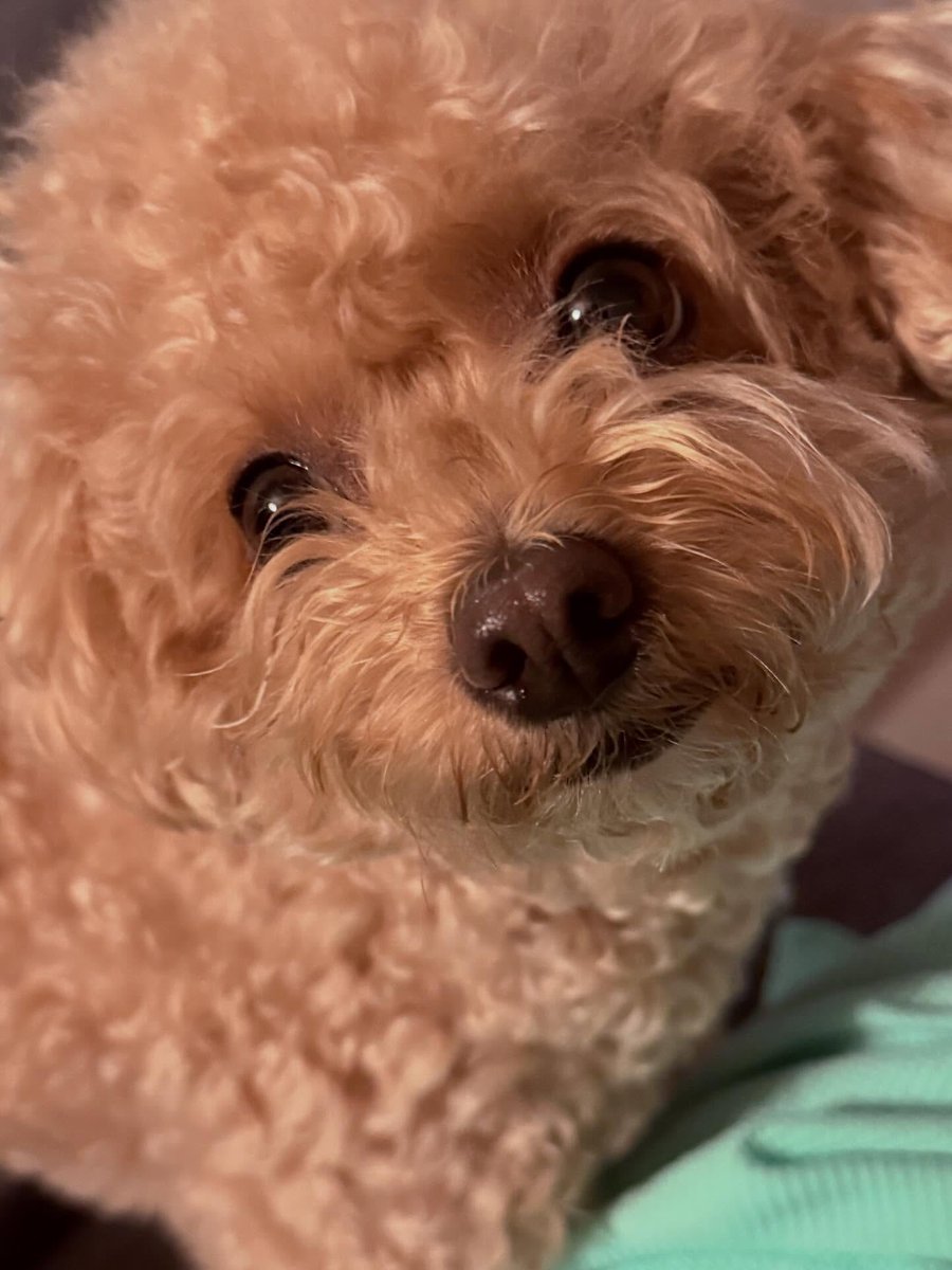 🪐ひよsf6002🌻🌹9️⃣🗽💙 tweet media