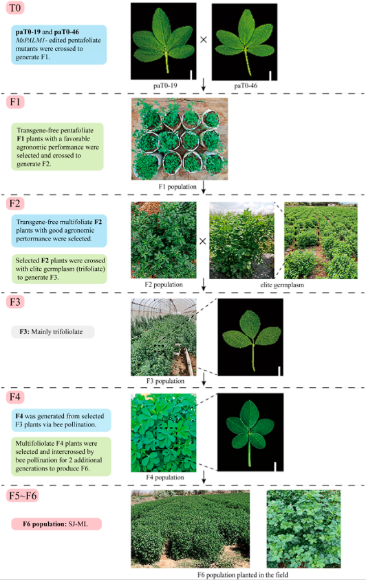 Plants_MDPI's tweet image. 🌿 CRISPR-edited alfalfa: more protein, less fibre, same yield.

New multifoliolate population SJ-ML outperforms commercial cultivars nutritionally — with no agronomic trade-offs.

🔗 Read more: brnw.ch/21x1bdN

#Alfalfa #CRISPR #ForageScience