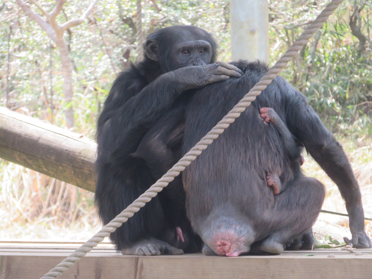 サクラさんのグルーミングをするフブキくん。フブキくんとサクラさんが一緒に過ごしているところはなかなか見ることができない印象があります。この時も