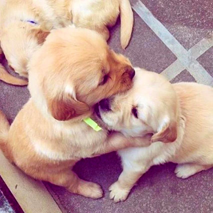 peter as puppies 🐶! tweet media