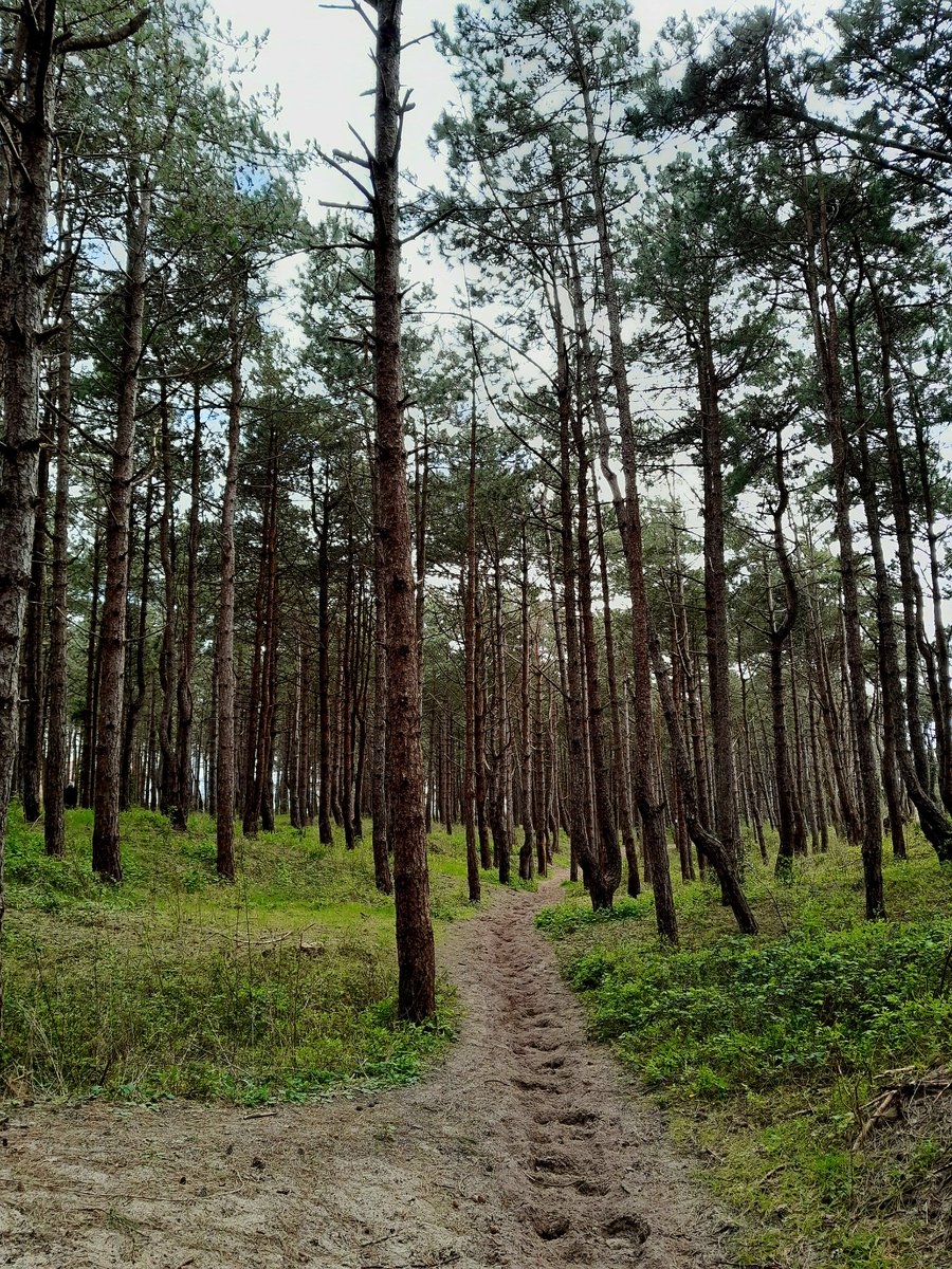 Lionel C. tweet media