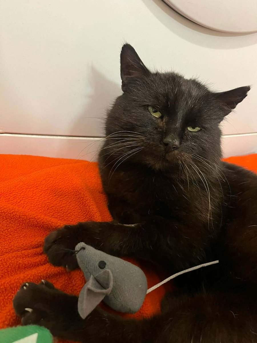 𝗪𝗸𝘂𝗿𝘇𝗼𝗻𝘆 𝗰𝘇ł𝗼𝘄𝗶𝗲𝗸 🅘 ​ 🅚🅞🅣 tweet media