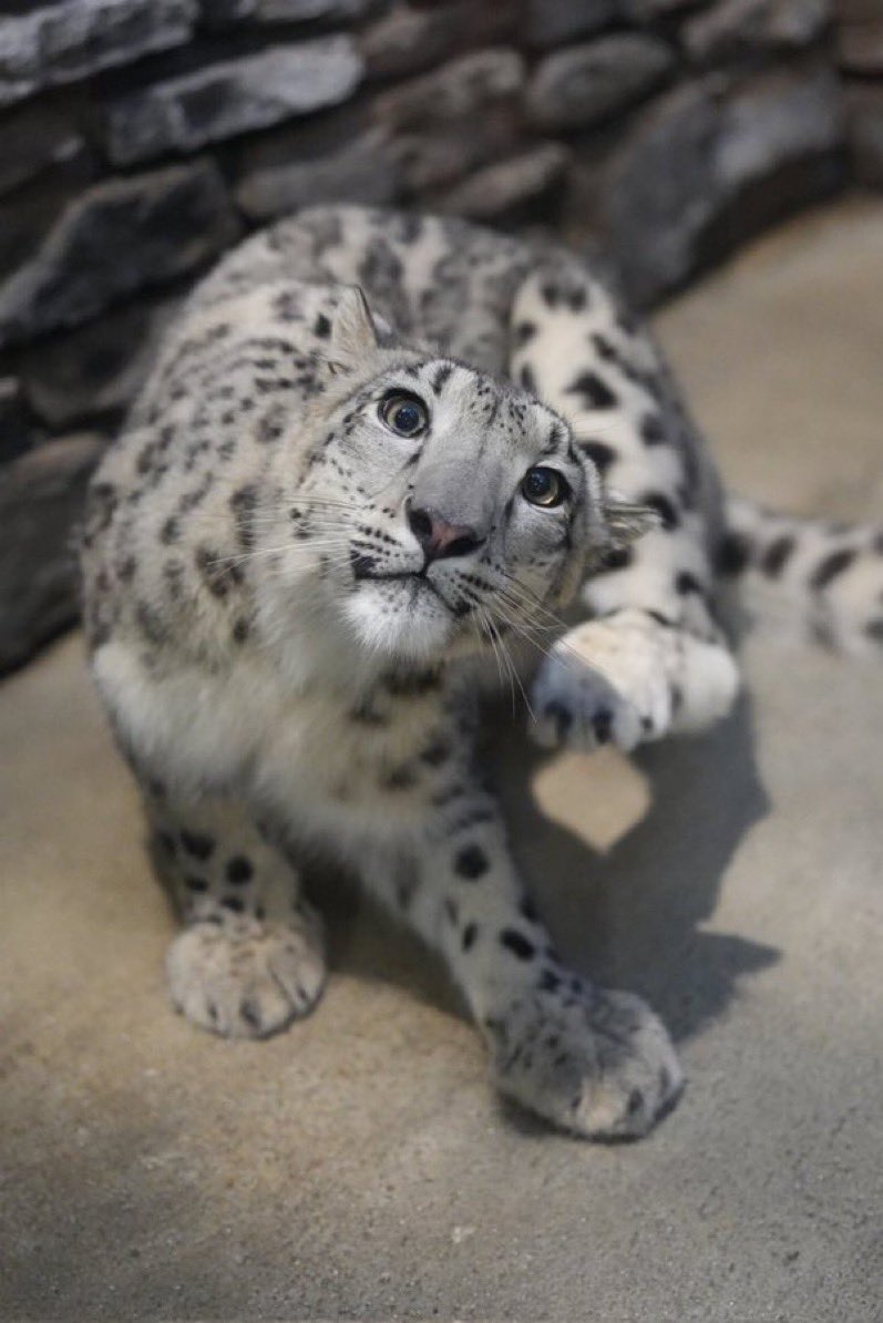 ๋⭑🛸๋⭑ ripleyzilla 🏳️‍⚧️ | comms closed tweet media