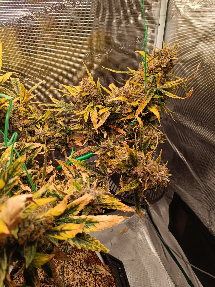 Gmiadlich Ganja Grown - G³ tweet media