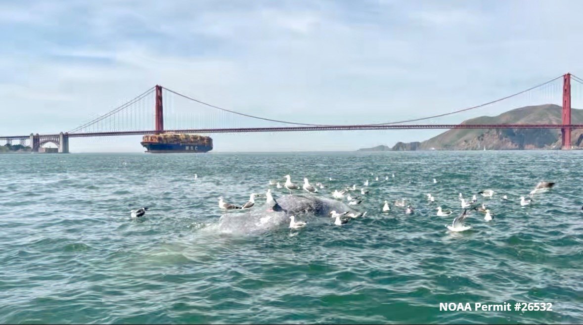 The Marine Mammal Center tweet media