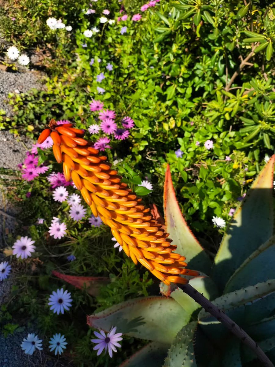 Le jardin extraordinaire de mamie Julia.
 Aloe arborescens, aussi appelé « aloès candélabre »
Dédicace à <a href="/Scorpionnella7/">Bellhennascorpelectra</a>
<a href="/scorpionnella/">Scorpionnella</a>
#Jardin #PlaisirsSimples #LaRoquetteSurSiagne #PaysDeGrasse