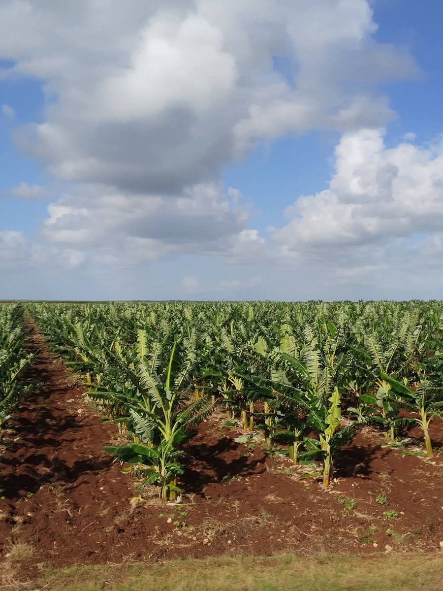 Ministerio de la Agricultura de Cuba tweet media