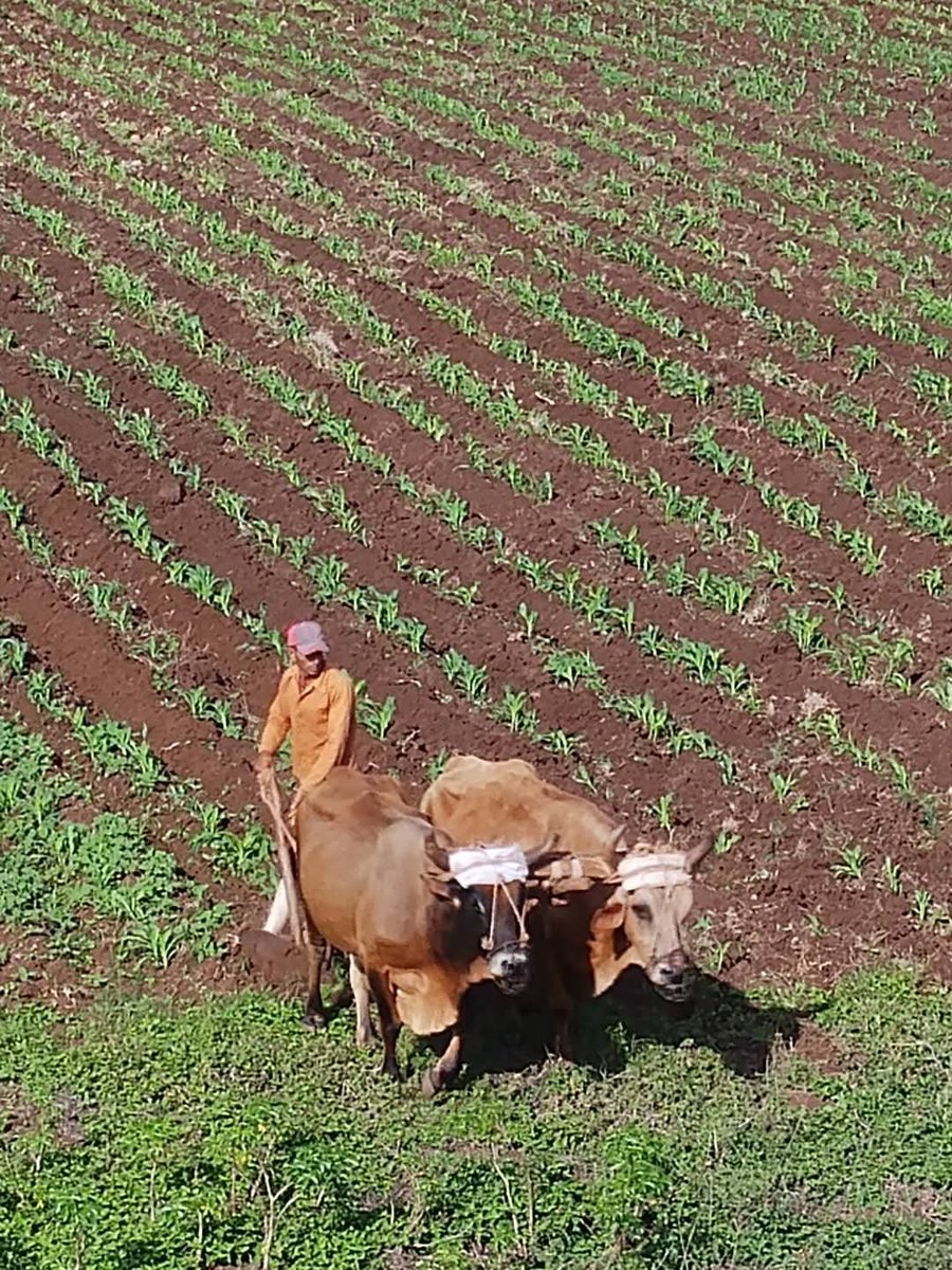 Ministerio de la Agricultura de Cuba tweet media