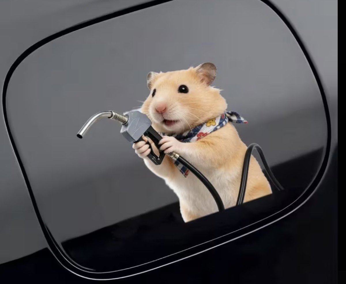 ハムスター情報局 tweet media