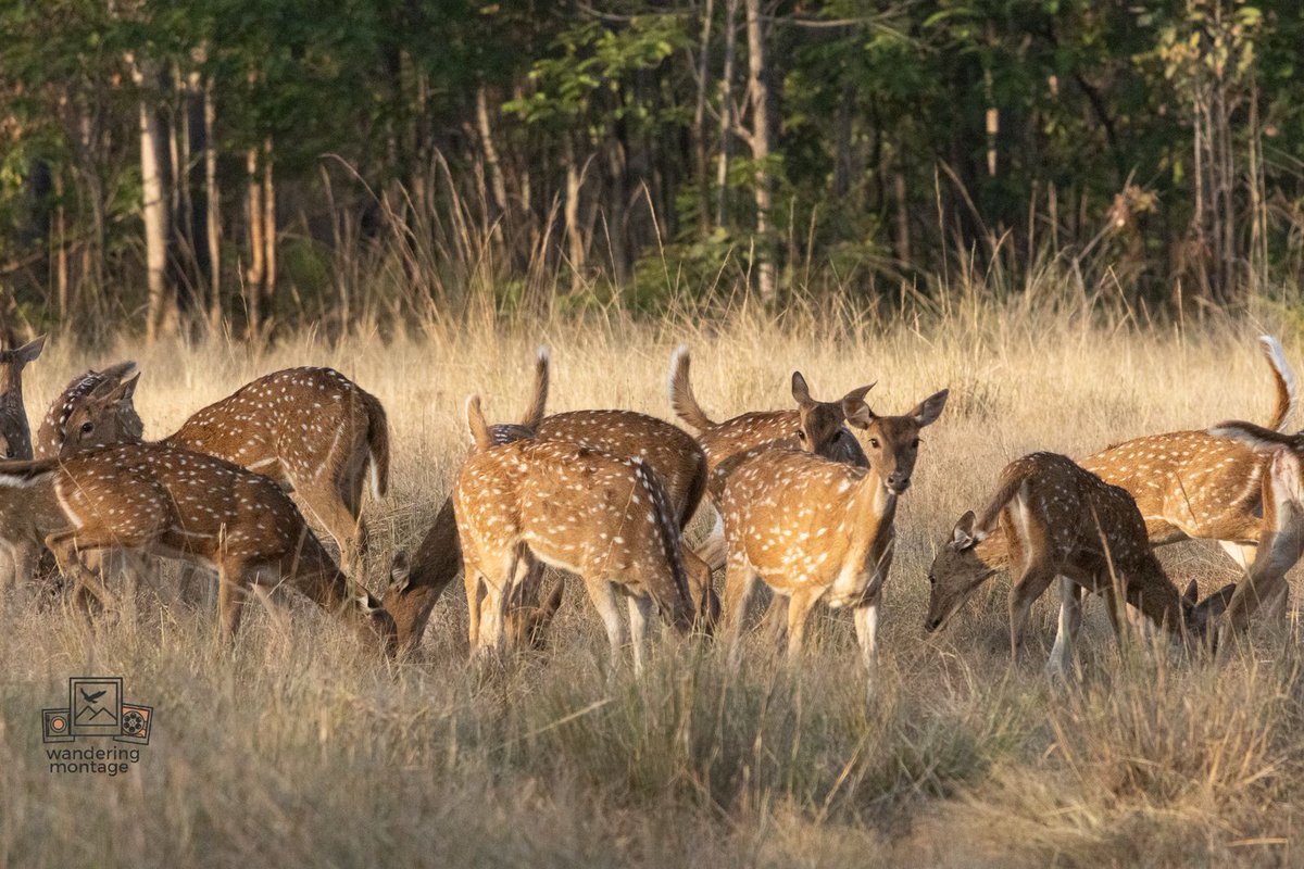 manishvikky's tweet photo. The raw, unfiltered side of the wild. Spotted some incredible predators and prey this weekend
#JungleSafari #WildlifePhotography #Leopard #WildDogs #NatureUncut #SafariLife https://t.co/1AbGmWf1t9
