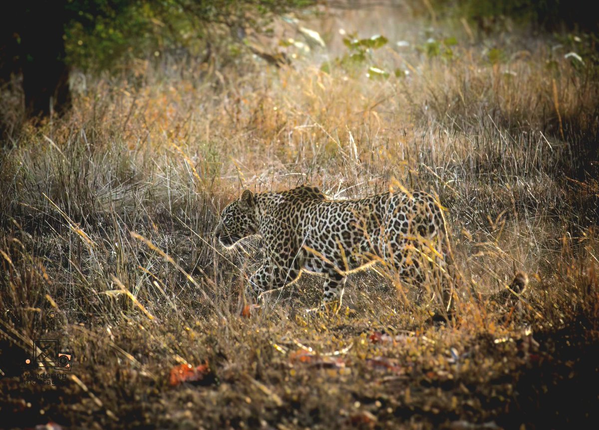 manishvikky's tweet photo. The raw, unfiltered side of the wild. Spotted some incredible predators and prey this weekend
#JungleSafari #WildlifePhotography #Leopard #WildDogs #NatureUncut #SafariLife https://t.co/1AbGmWf1t9