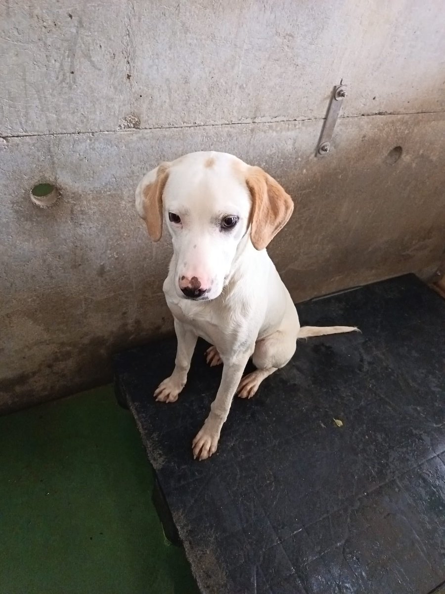 🌼 ℍ𝕪𝕒𝕜𝕜𝕚𝕊𝕒́𝕜𝕦𝕣𝕒̈ 🌿 ꜱᴘʀɪɴɢ ᴠɪʙᴇꜱ tweet media