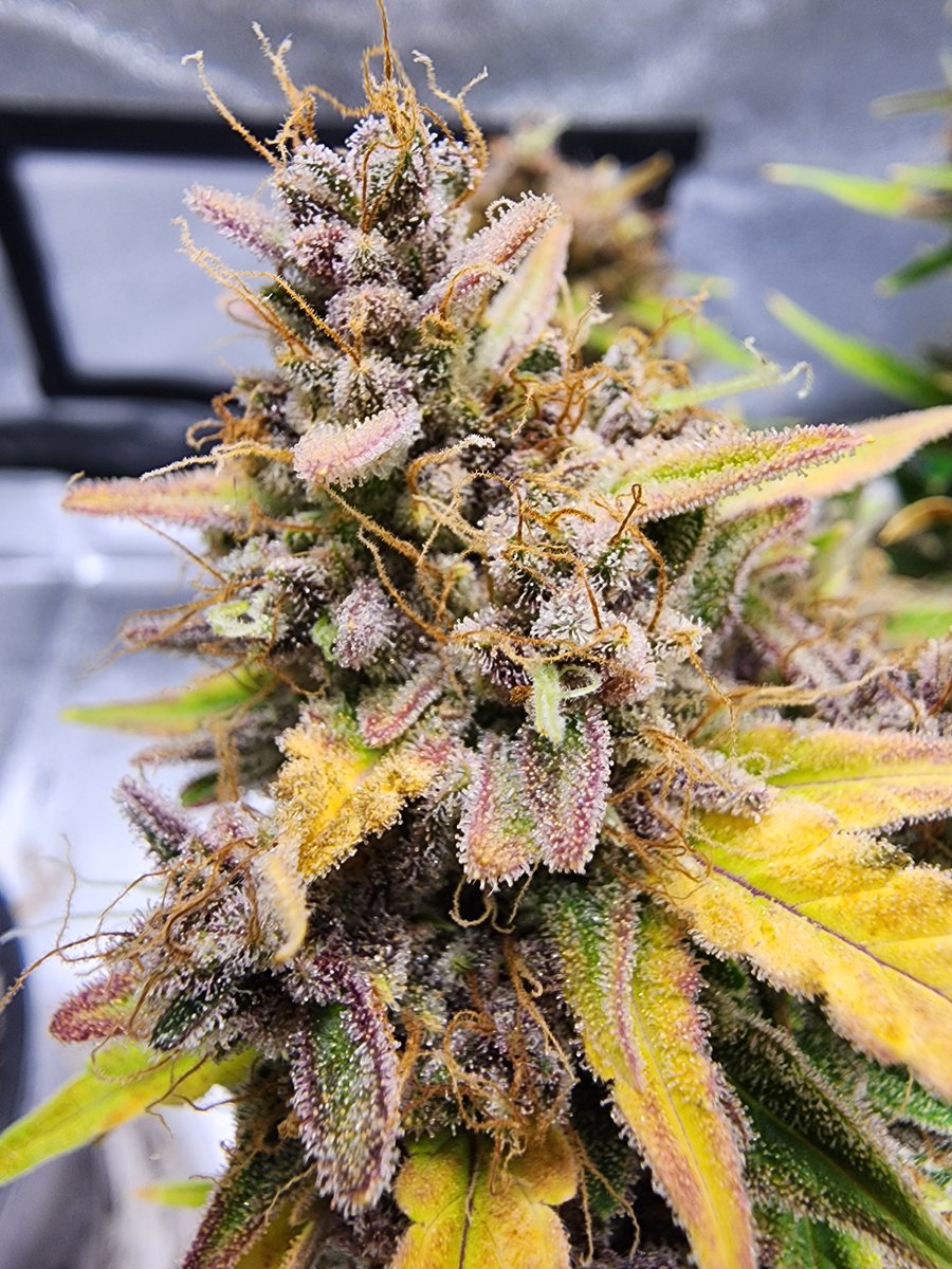 Robert Fox tweet media