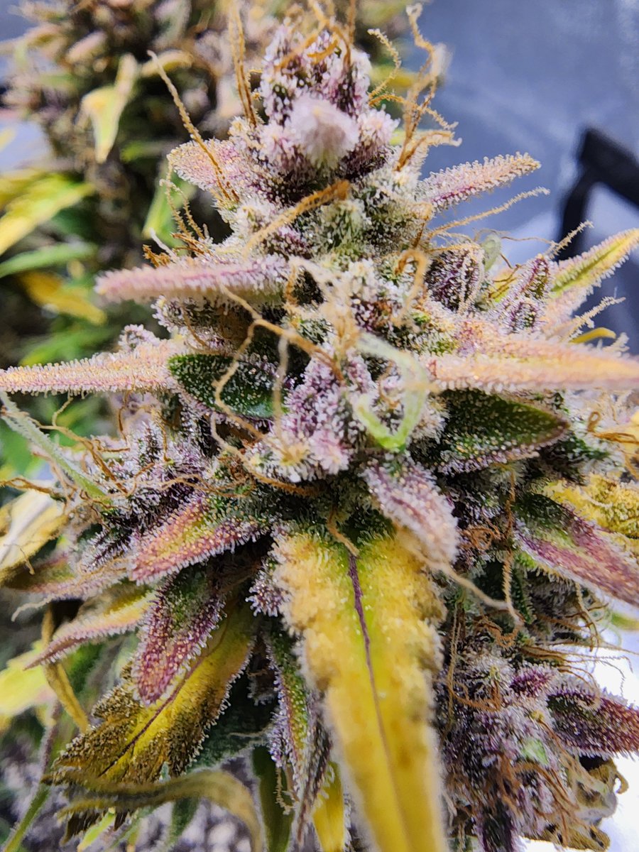 Robert Fox tweet media