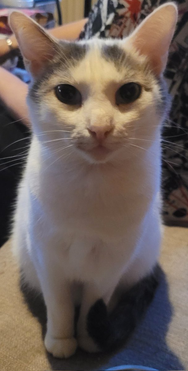 los xeneizes tweet media