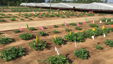 Agricultural Research Service tweet media