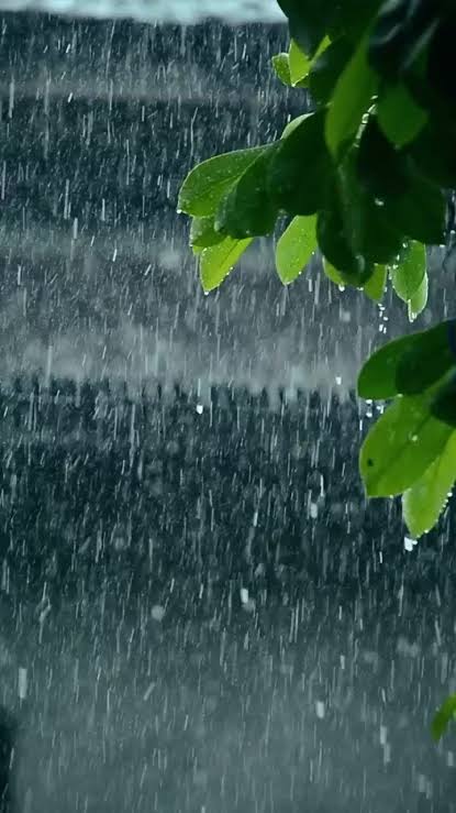 Shafiq Buneri tweet media