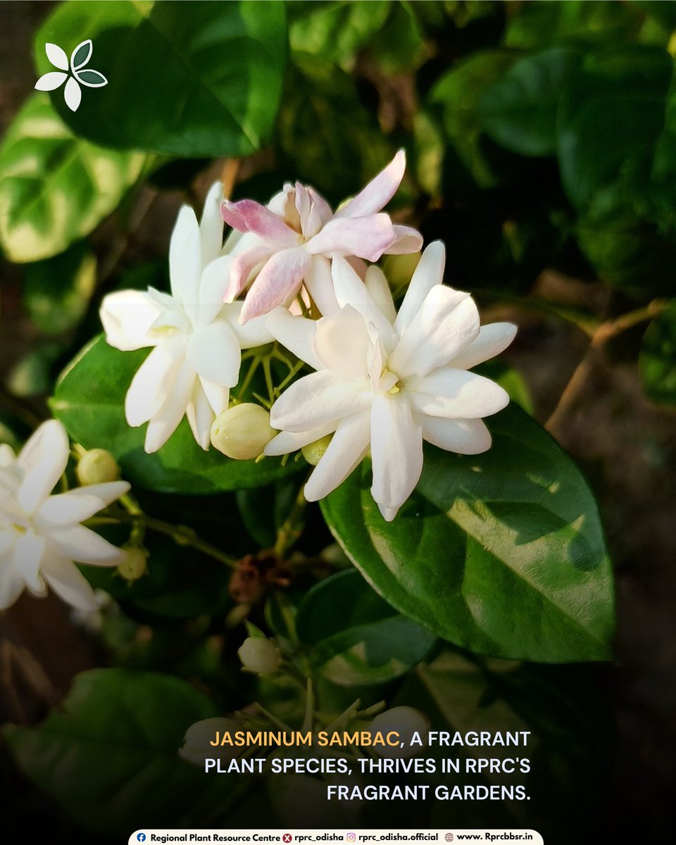 Regional Plant Resource Centre tweet media