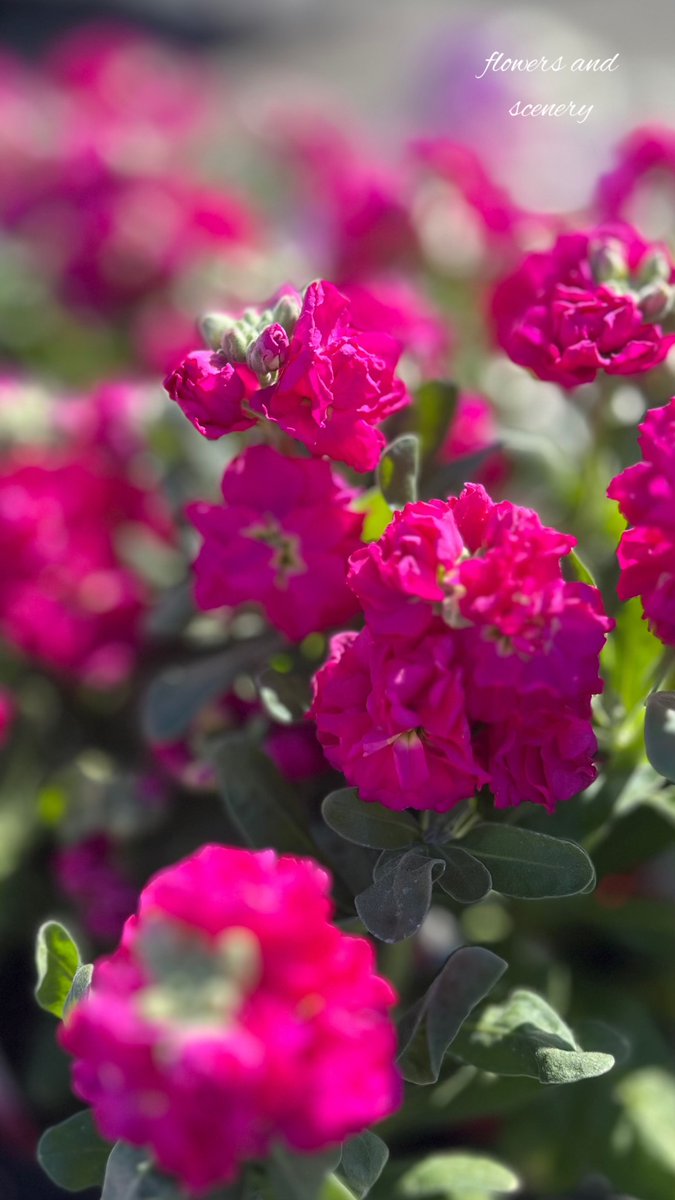 flowers and scenery tweet media