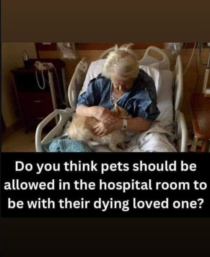 Best in Dogs tweet media