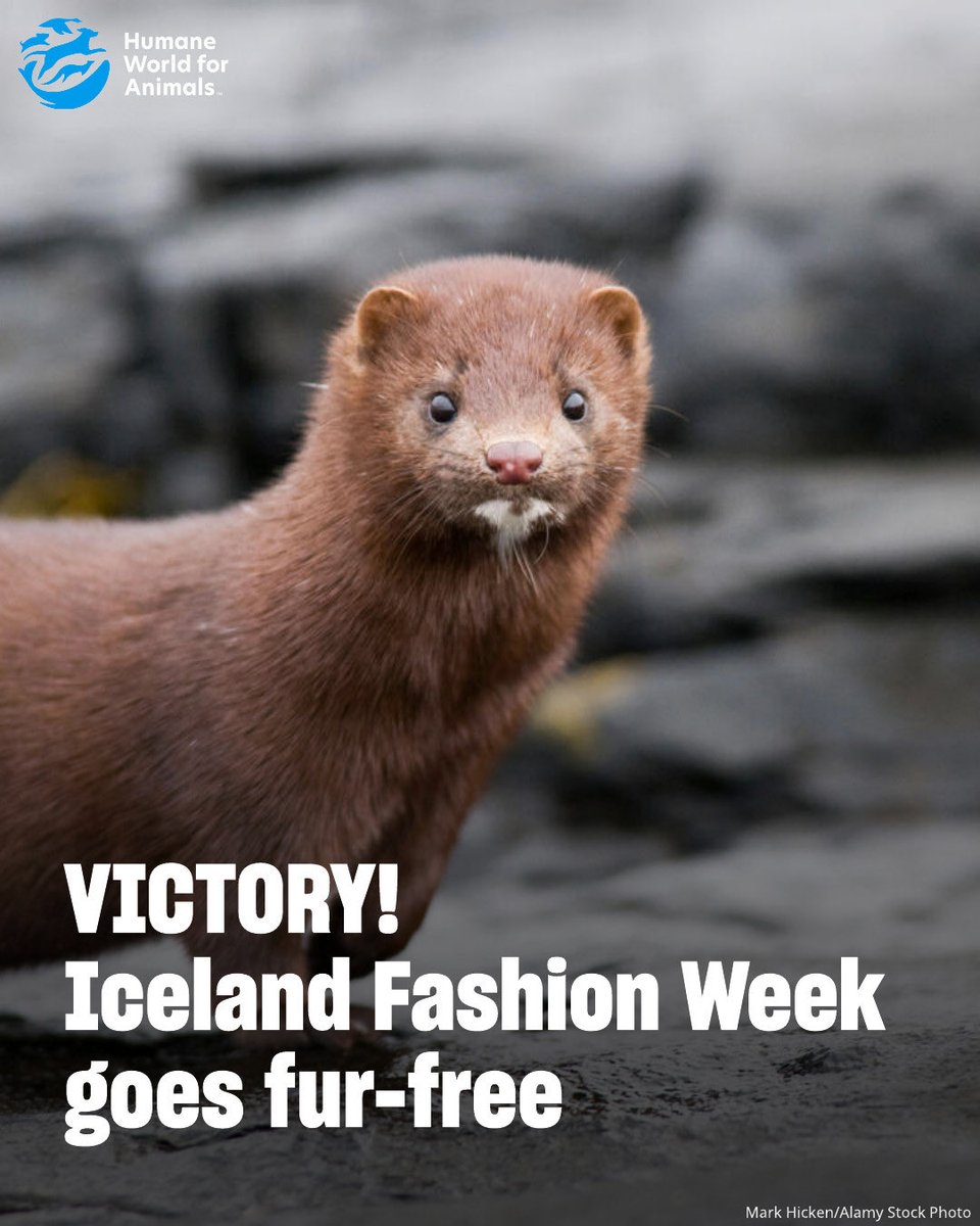 dominic dyer tweet media