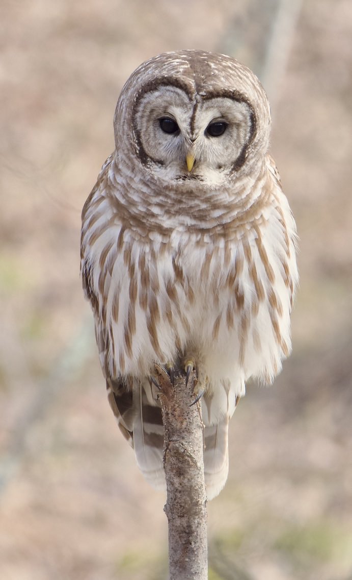 RoppityPhotos's tweet image. Harry was hunting this morning.  #Harry #BarredOwl #Owls #Wildlife #WildlifePhotography #Hunting #NaturePhotography #Nature #BirdsOfPrey