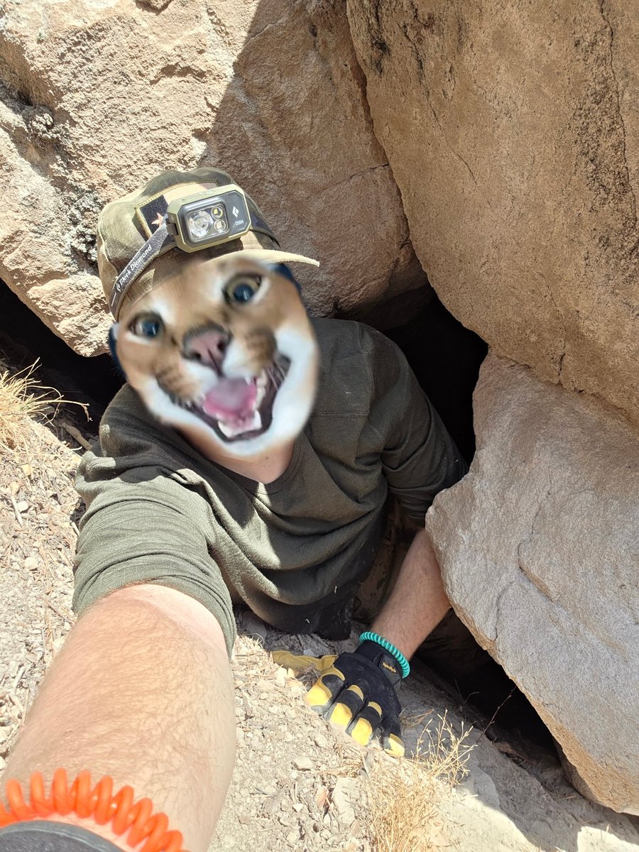 💎 Gem Caracal 💎 🇺🇲 tweet media