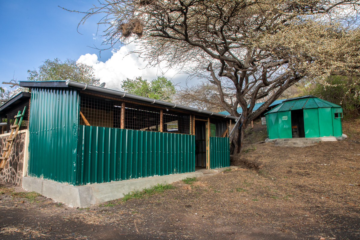 biglifeafrica's tweet image. OUTPOST UPGRADE: Lenkiloriti, one of our oldest ranger outposts, has a new lease on life—supporting the rangers working every day to protect wildlife in the Chyulu Hills. 
Read more: biglife.org/program-update…
#rhino #endangeredspecies