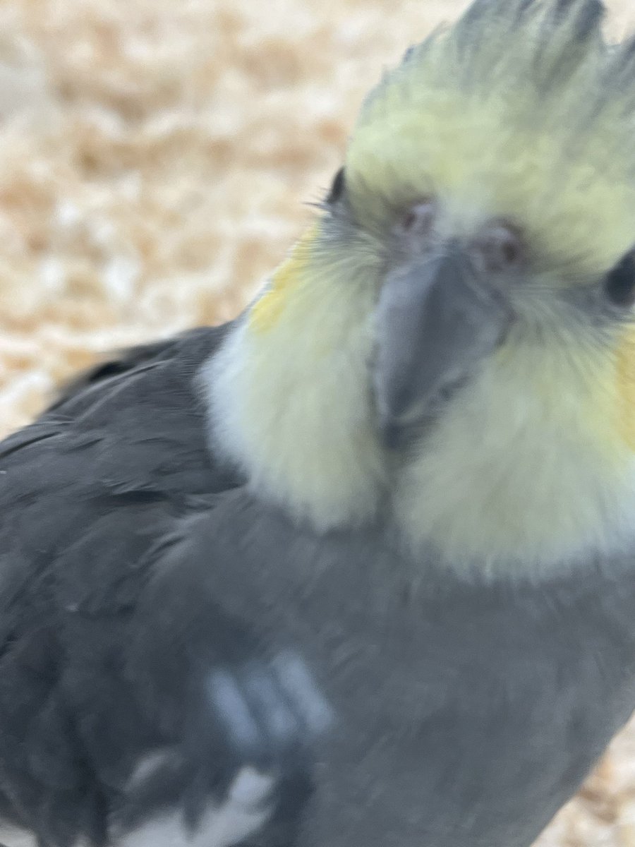 えび©︎ tweet media