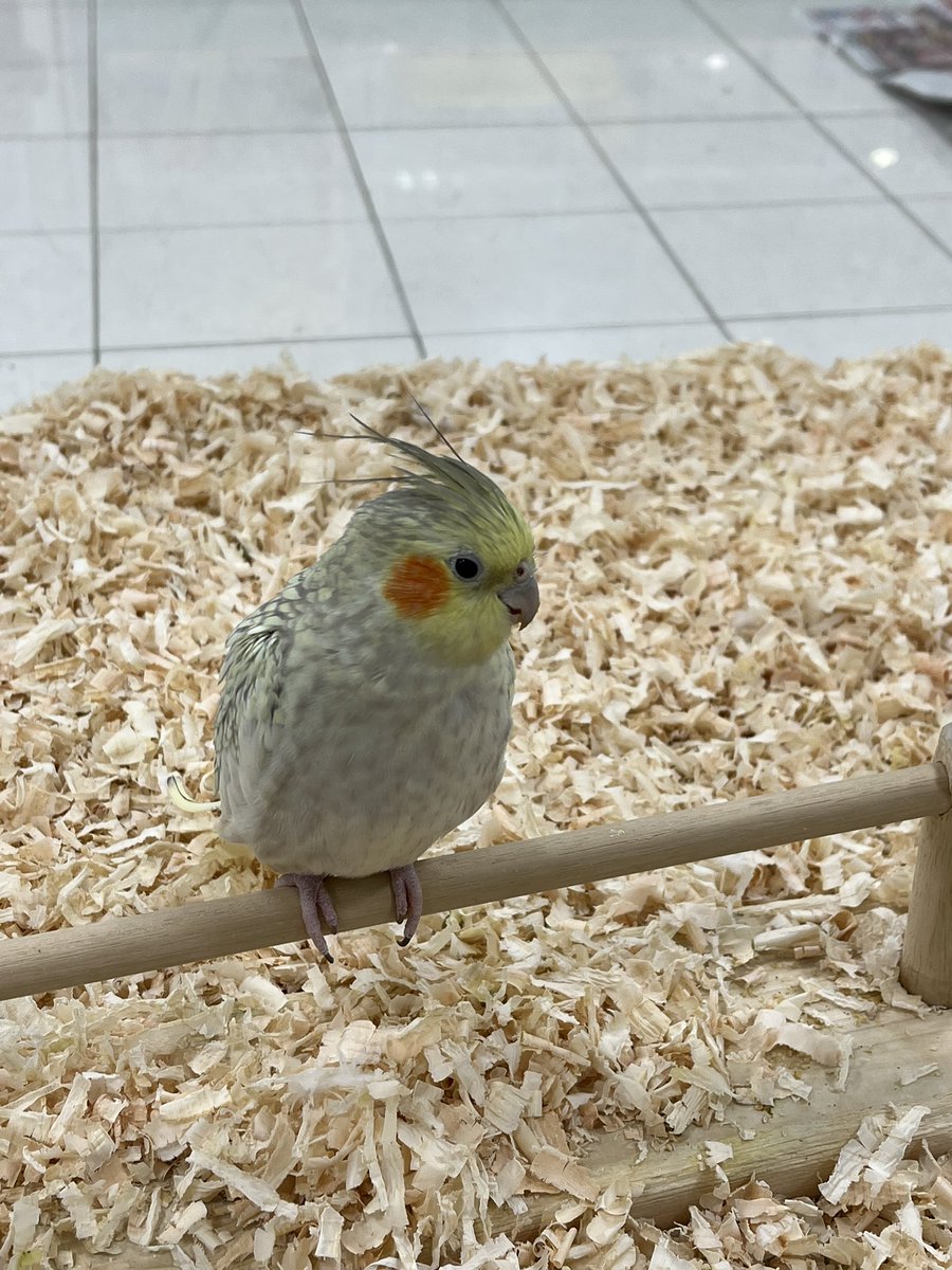 えび©︎ tweet media