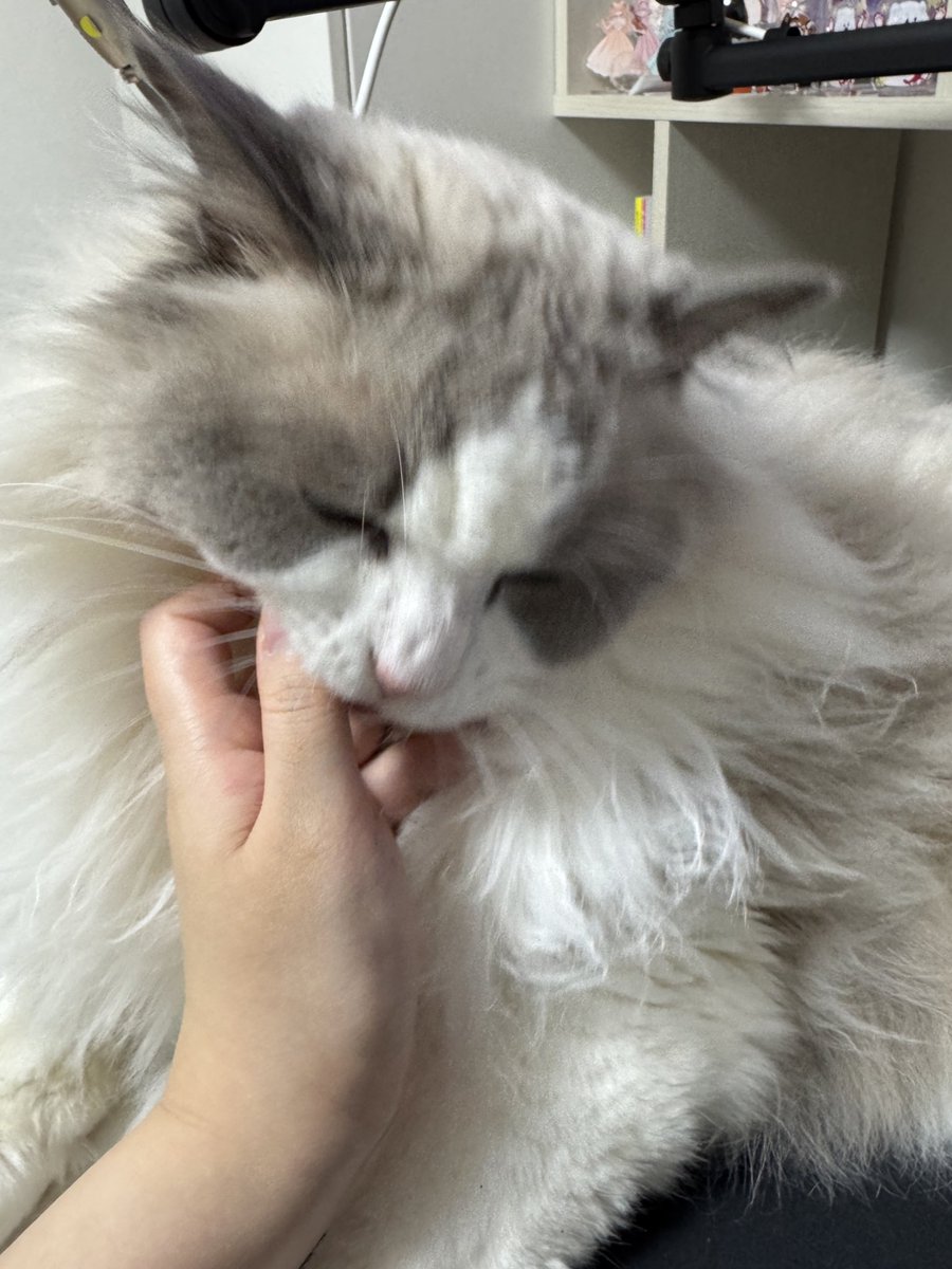 柴音🐕🧡フルートV tweet media