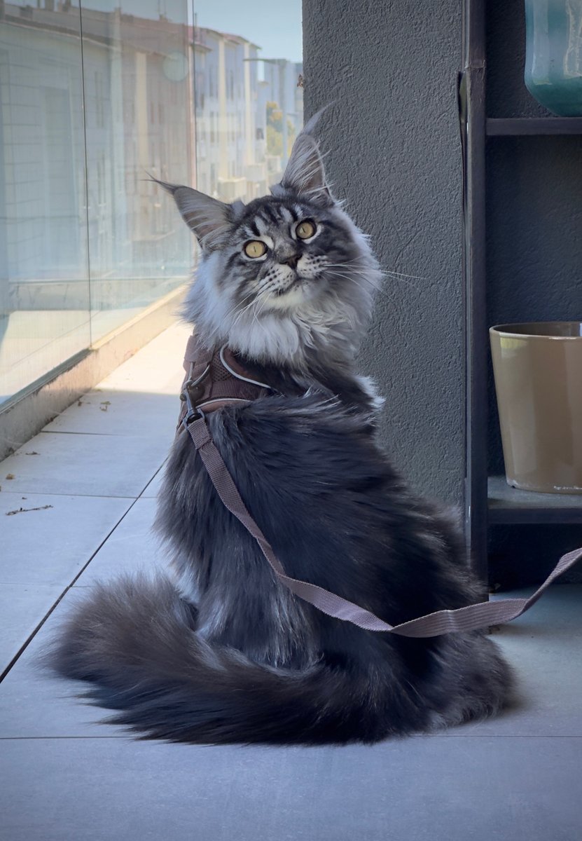 Mad as birds 🍂 tweet media