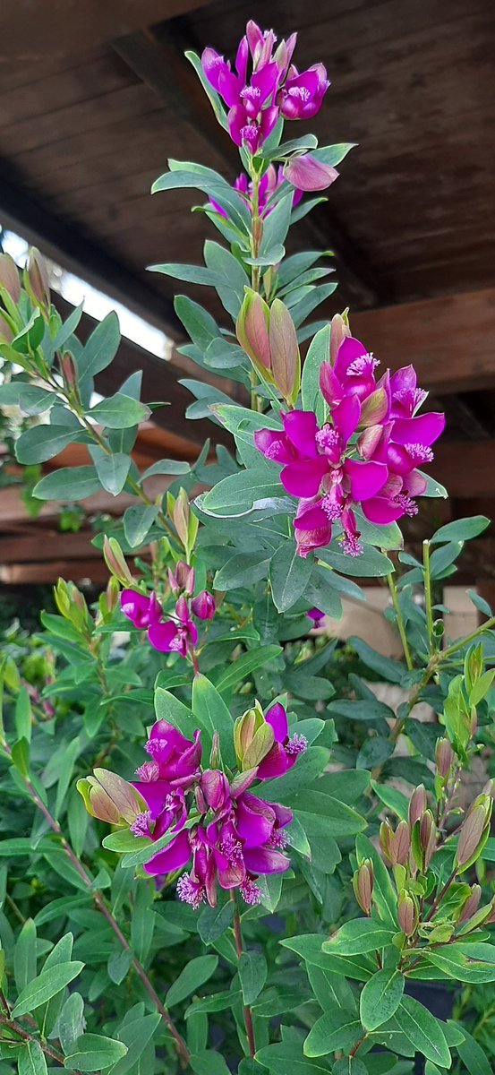 massimospilabotte tweet media