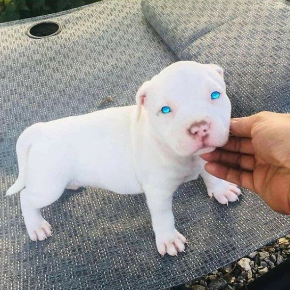 Best in Dogs tweet media