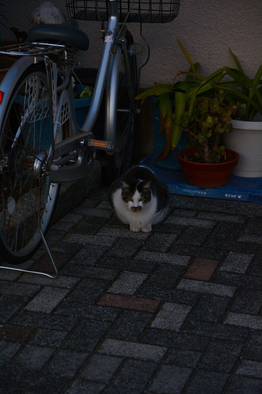 香箱座りなコ　#neko　#neko　#cat