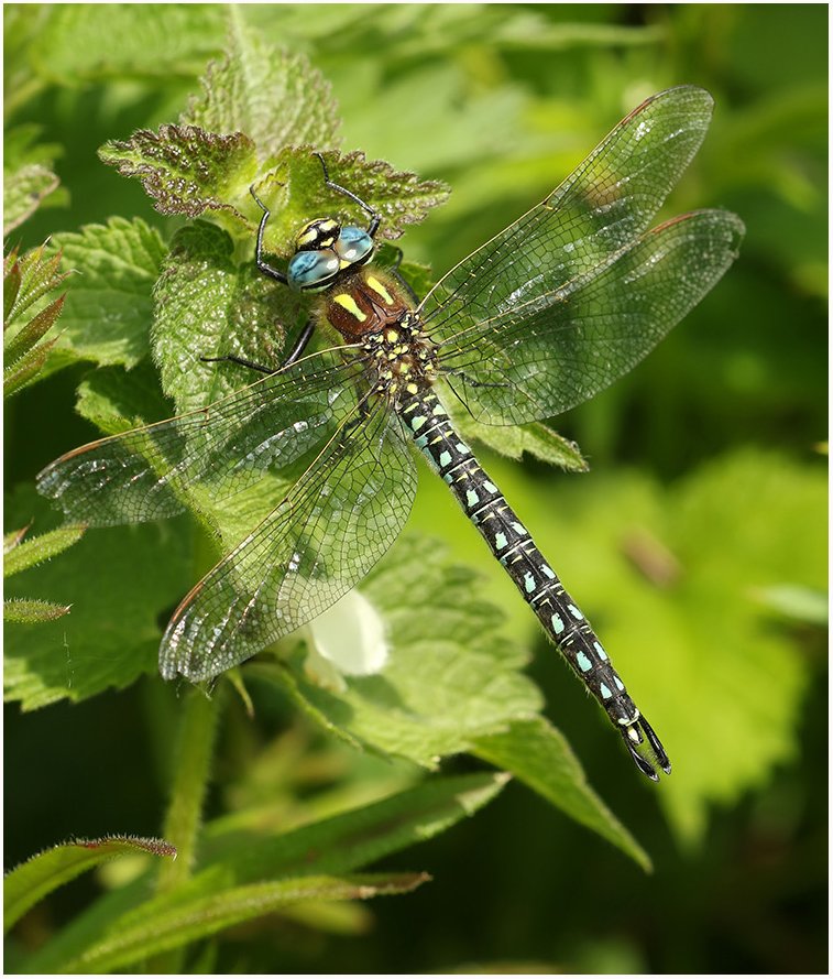 MarcHeathym007's tweet photo. It won't be long until our first true Dragonfly emerges. Always look forward to seeing the first Hairy Dragonfly of the season. @BDSdragonflies @ScotlandBds @Britnatureguide #Teamdragonfly https://t.co/UUMoxTfhGs