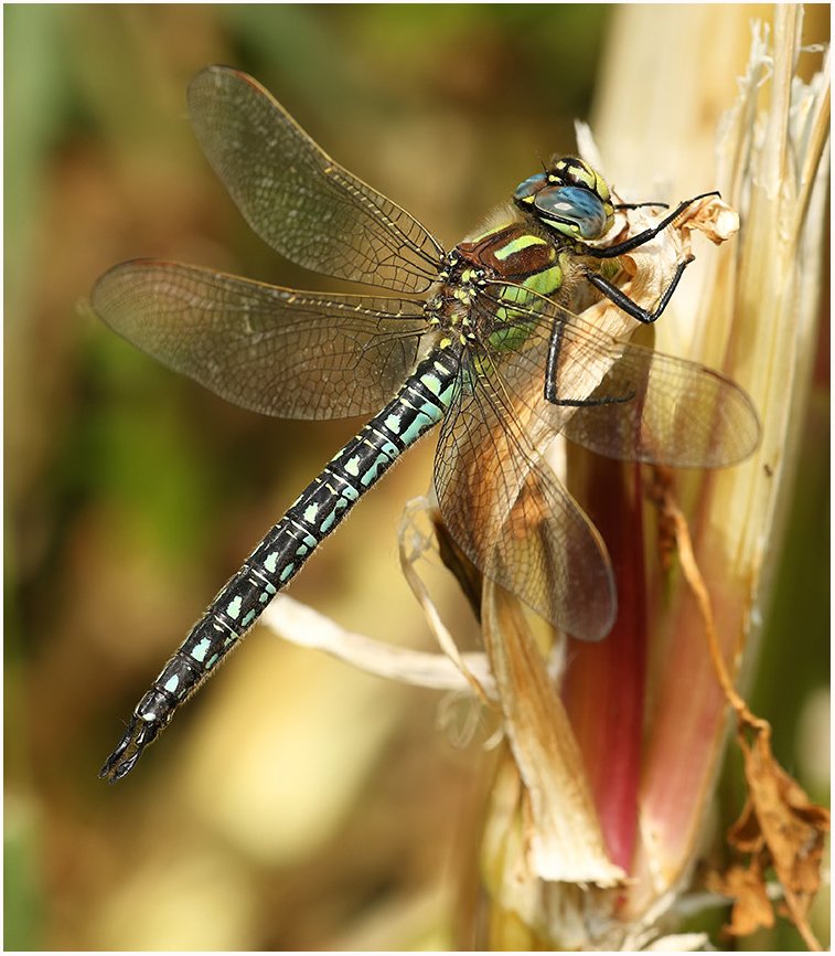 MarcHeathym007's tweet photo. It won't be long until our first true Dragonfly emerges. Always look forward to seeing the first Hairy Dragonfly of the season. @BDSdragonflies @ScotlandBds @Britnatureguide #Teamdragonfly https://t.co/UUMoxTfhGs