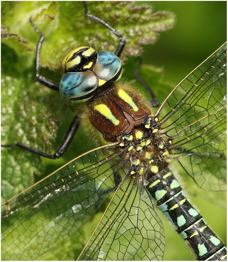 MarcHeathym007's tweet photo. It won't be long until our first true Dragonfly emerges. Always look forward to seeing the first Hairy Dragonfly of the season. @BDSdragonflies @ScotlandBds @Britnatureguide #Teamdragonfly https://t.co/UUMoxTfhGs