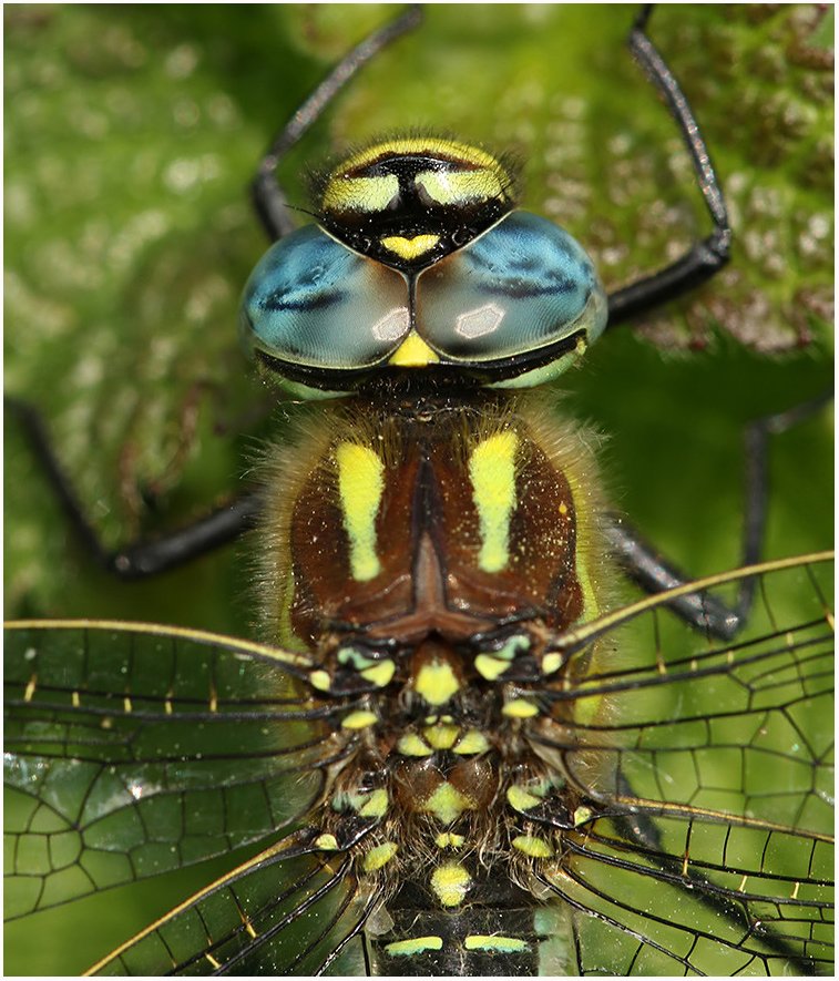 MarcHeathym007's tweet photo. It won't be long until our first true Dragonfly emerges. Always look forward to seeing the first Hairy Dragonfly of the season. @BDSdragonflies @ScotlandBds @Britnatureguide #Teamdragonfly https://t.co/UUMoxTfhGs