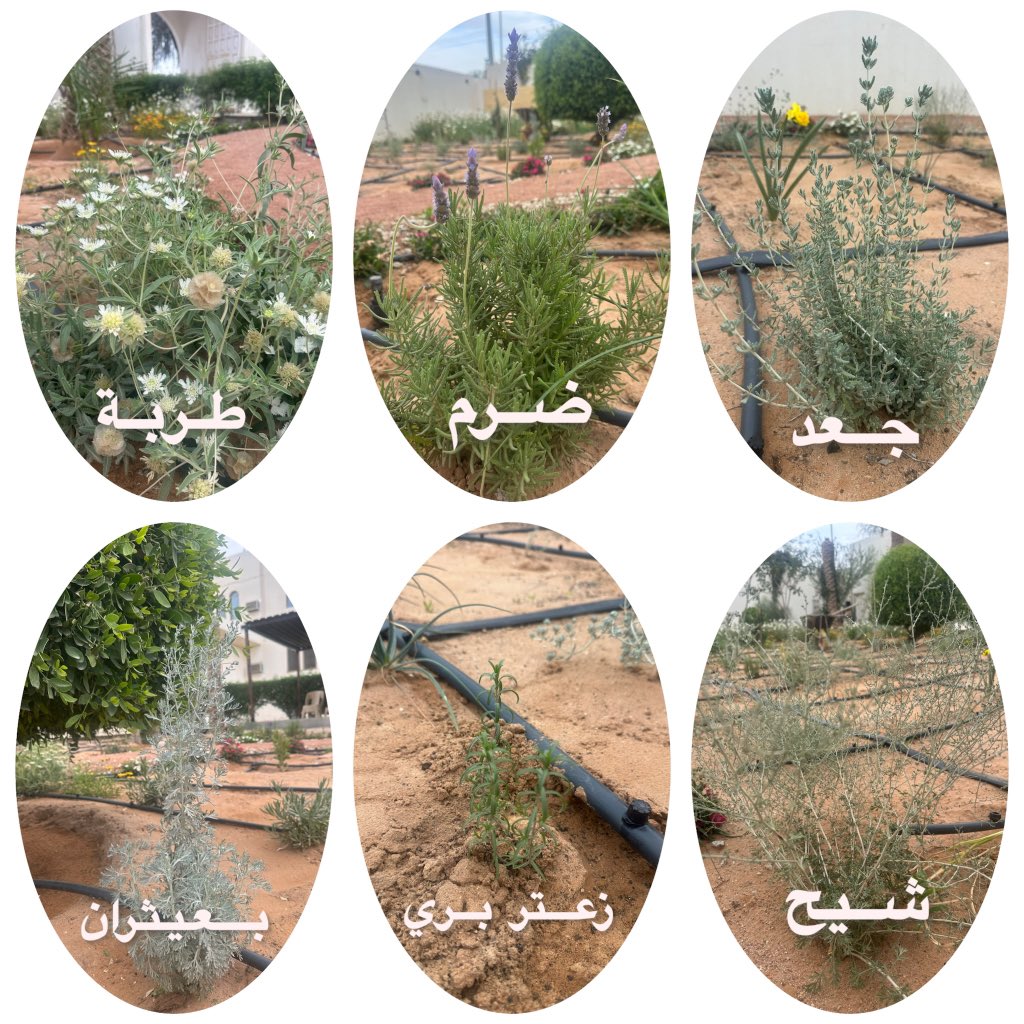 عبدالعزيز عبدالله العقيّل tweet media