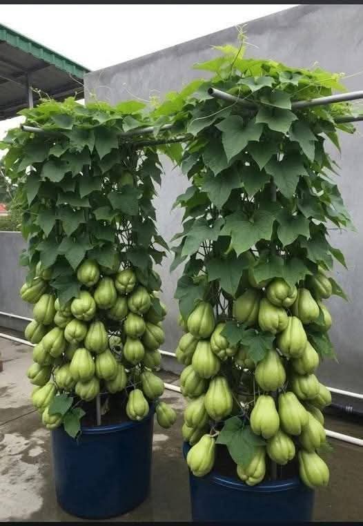 Isabel_66991411 tweet media