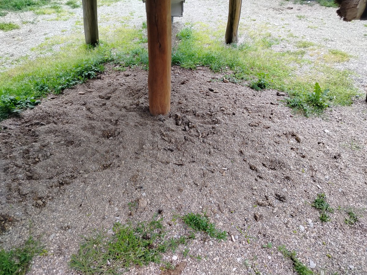 dyt.adil tardemir tweet media