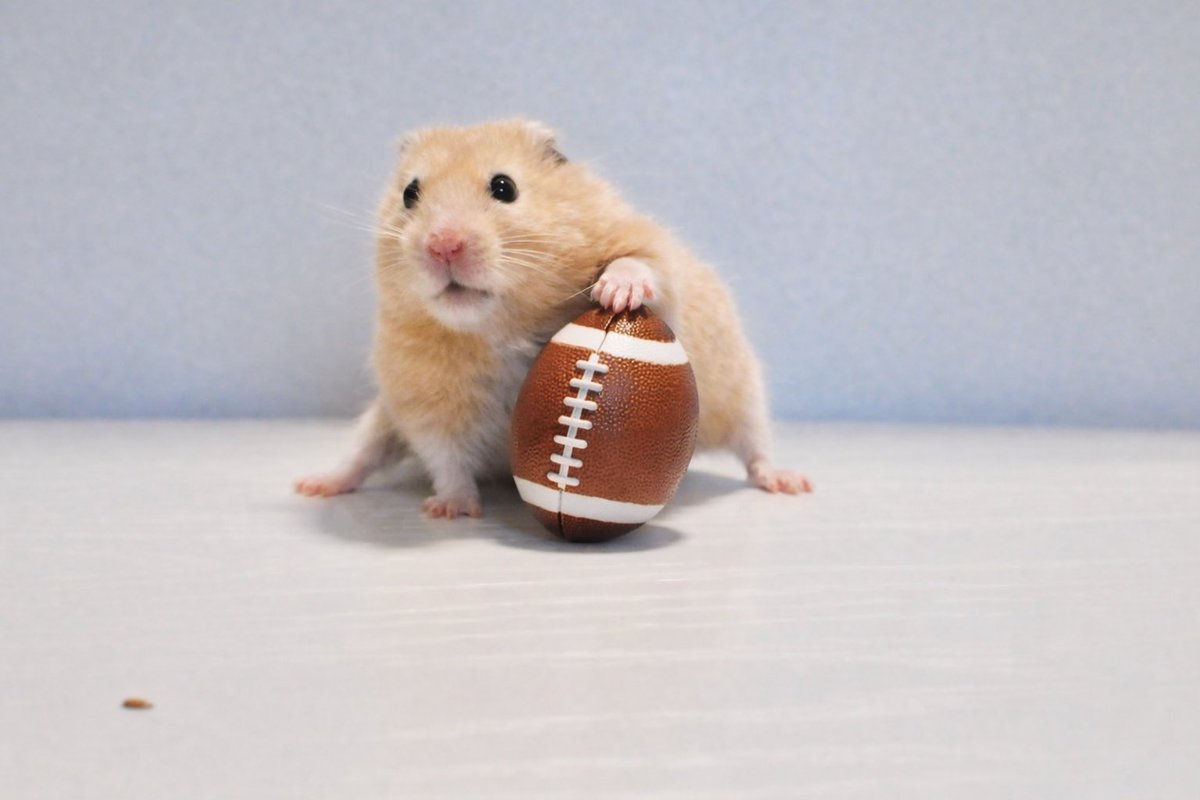 ハムサピエンス(雑多アカ) tweet media