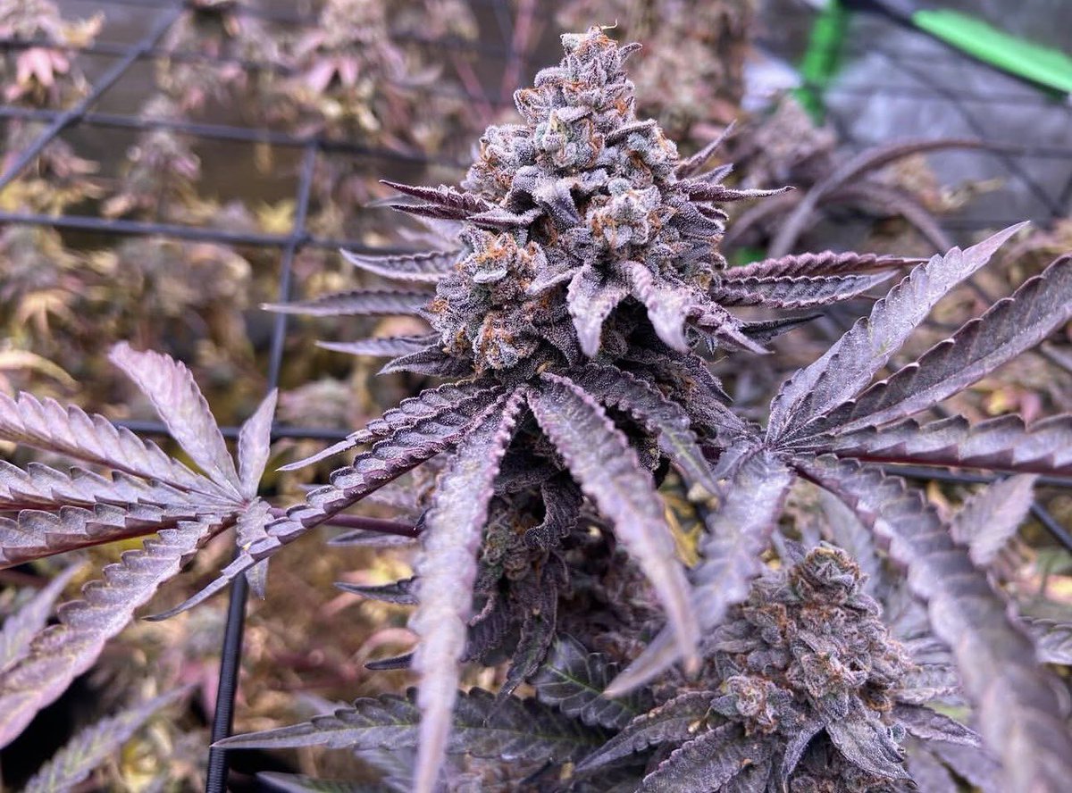 MethodGenetics tweet picture