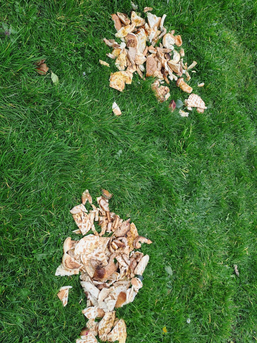Ischapman's tweet photo. #flytipping #ratfood @GreenSefton @seftoncouncil Walking in Marine Gardens in Waterloo on 2 occasions recently I saw mounds of discarded bread. Looks like restaurant waste rather than domestic. Please investigate. Risk to pets and attracts bonus for rats. https://t.co/bC4cCz3GWK