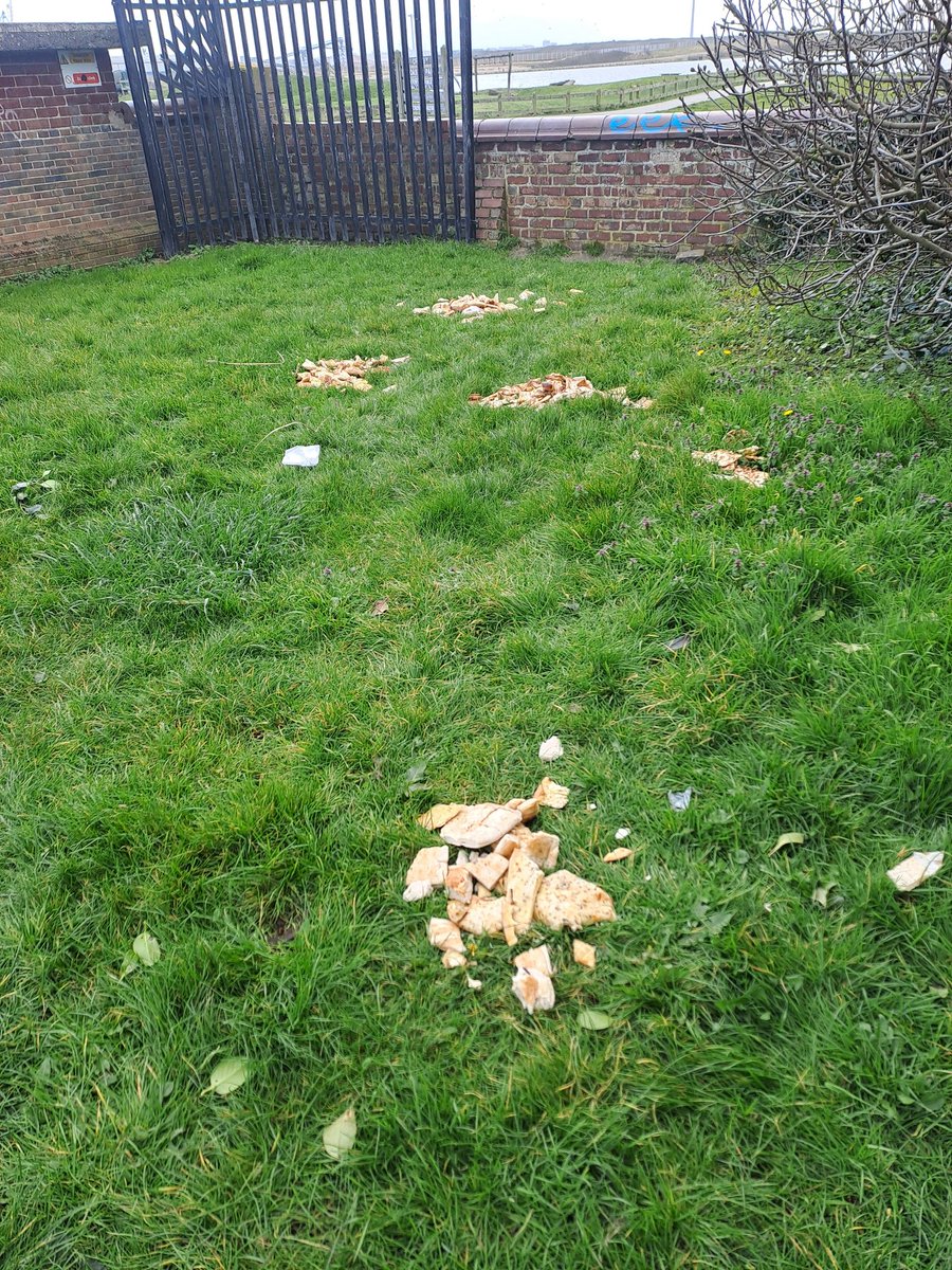 Ischapman's tweet photo. #flytipping #ratfood @GreenSefton @seftoncouncil Walking in Marine Gardens in Waterloo on 2 occasions recently I saw mounds of discarded bread. Looks like restaurant waste rather than domestic. Please investigate. Risk to pets and attracts bonus for rats. https://t.co/bC4cCz3GWK