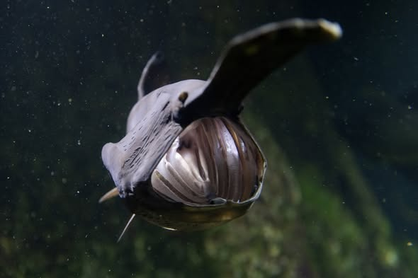 Ross Hettinger tweet media